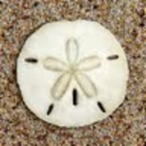 Meet your Posher, Sylvia